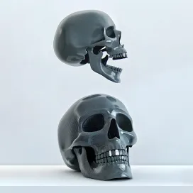 Skull